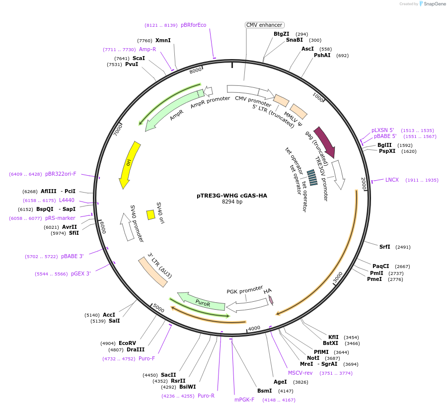186867-plasmid-map-sequence-id-366075