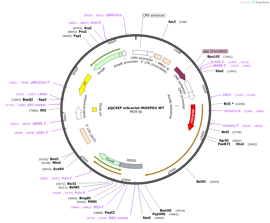 186472-plasmid-map-sequence-id-366076