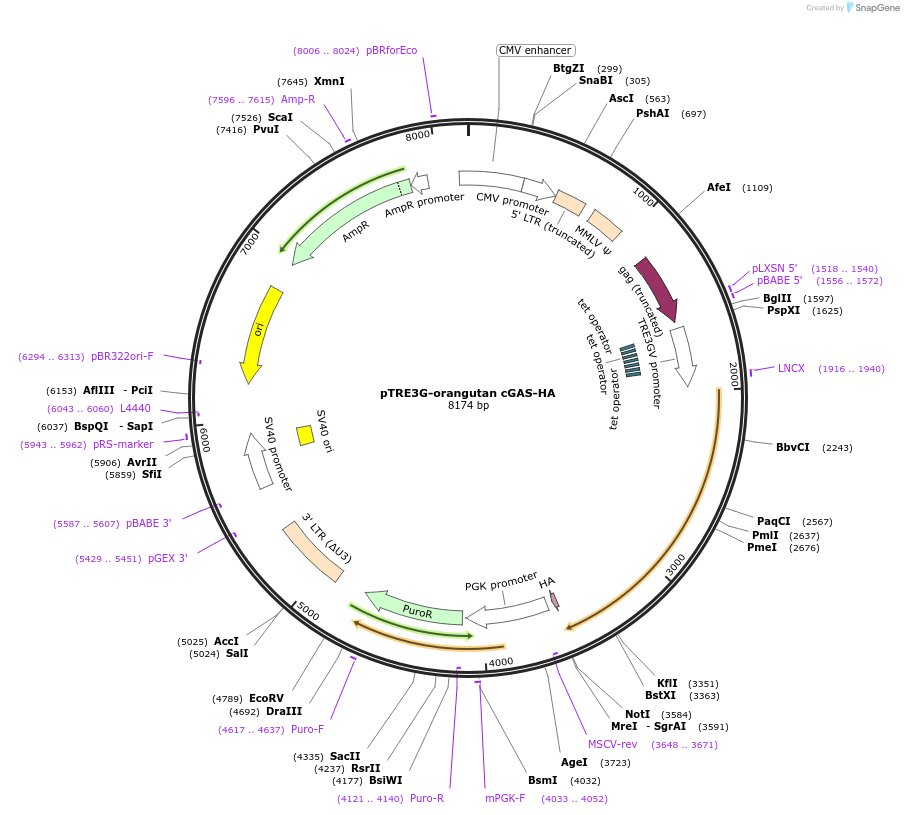 186871-plasmid-map-sequence-id-366078