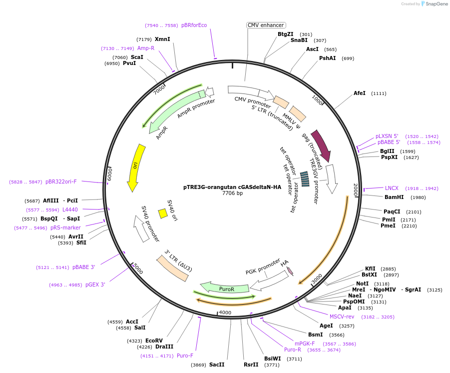 186872-plasmid-map-sequence-id-366079