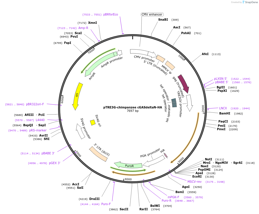 186874-plasmid-map-sequence-id-366080