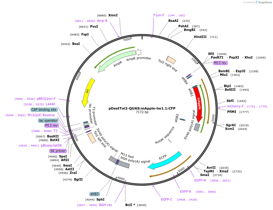 184812-plasmid-map-sequence-id-366082