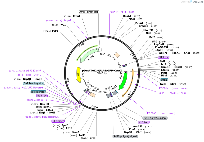 184813-plasmid-map-sequence-id-366105