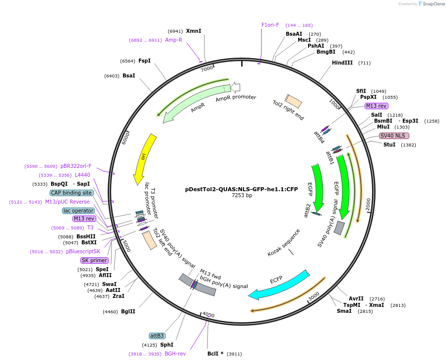 184815-plasmid-map-sequence-id-366106