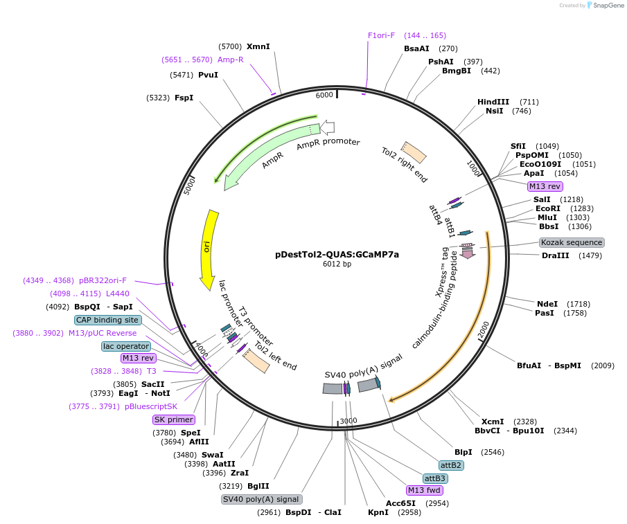 184817-plasmid-map-sequence-id-366107