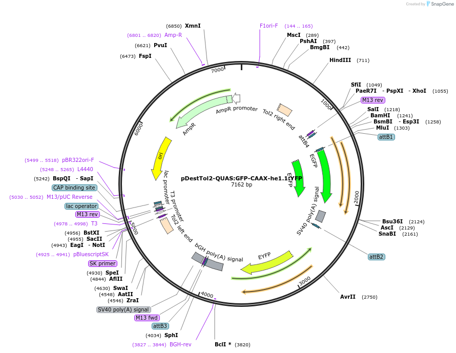 184816-plasmid-map-sequence-id-366108