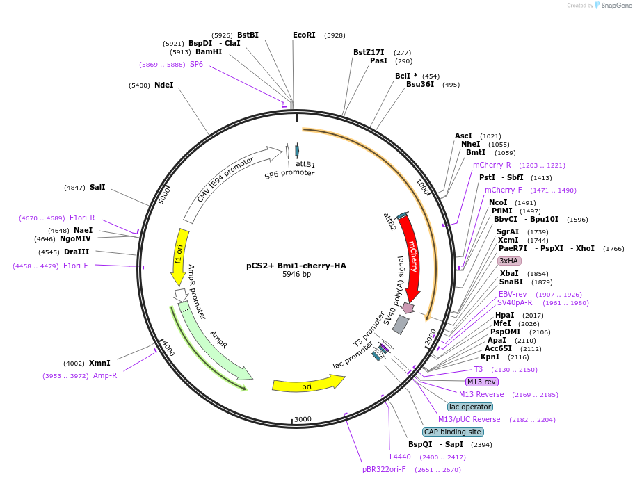 30516-plasmid-map-sequence-id-36611