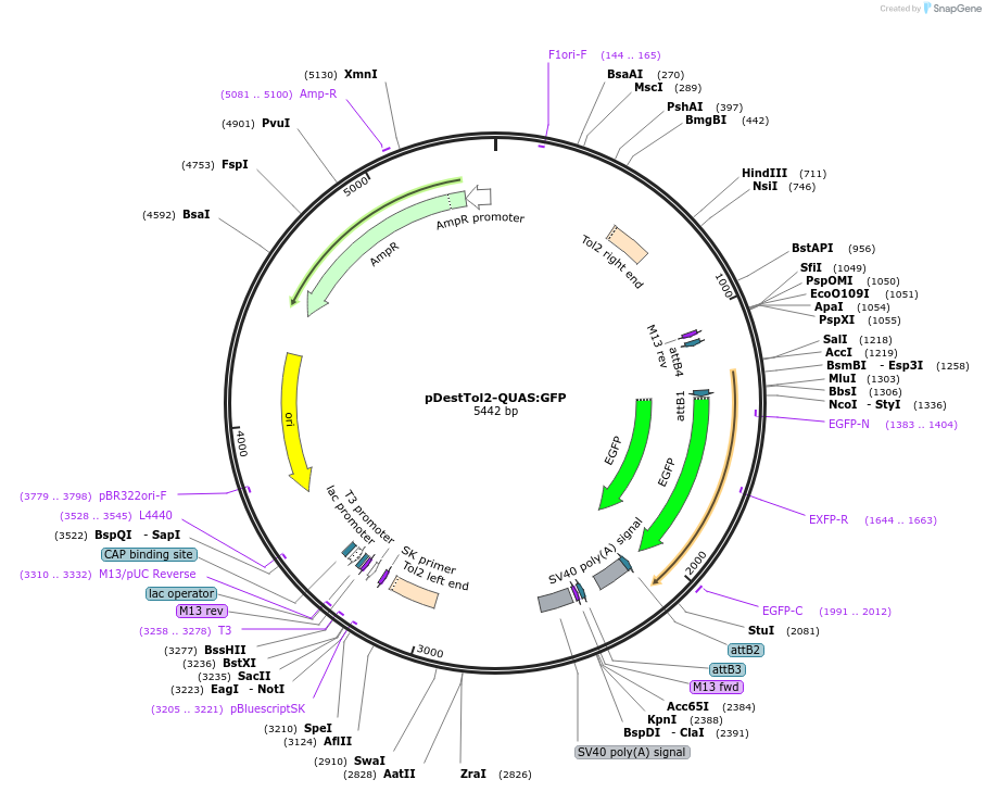 184811-plasmid-map-sequence-id-366110