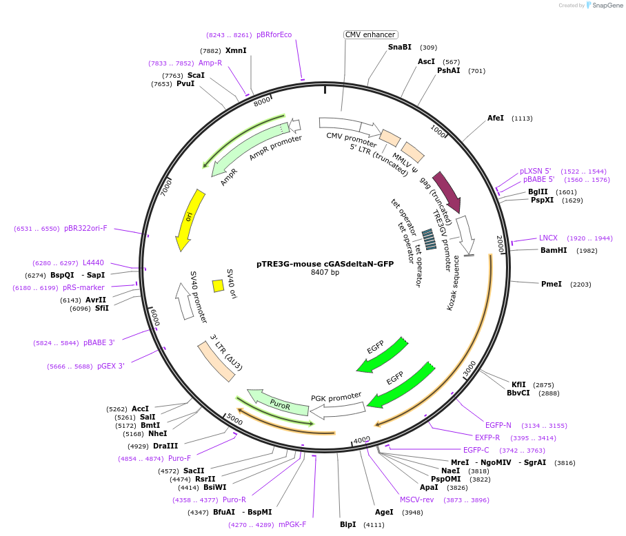 186878-plasmid-map-sequence-id-366111
