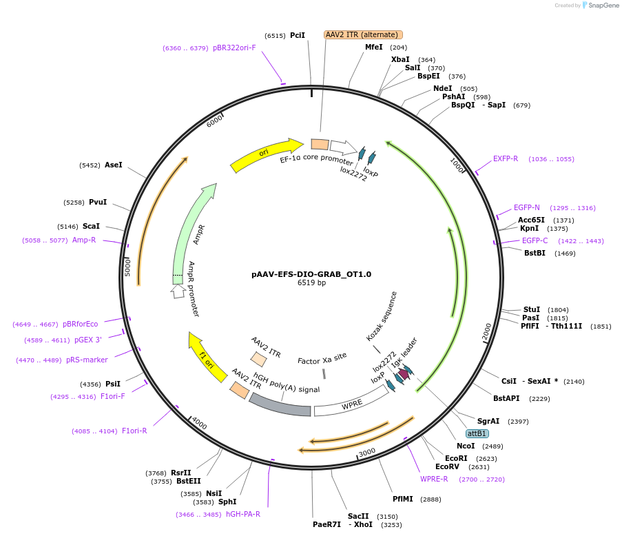 185387-plasmid-map-sequence-id-366117