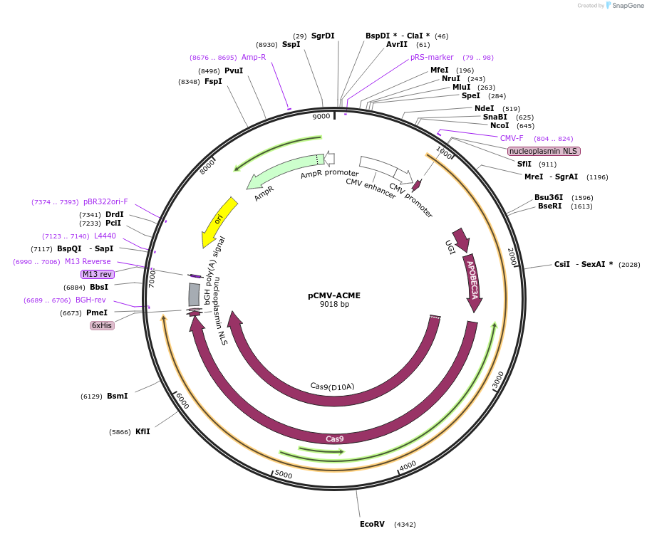186717-plasmid-map-sequence-id-366123