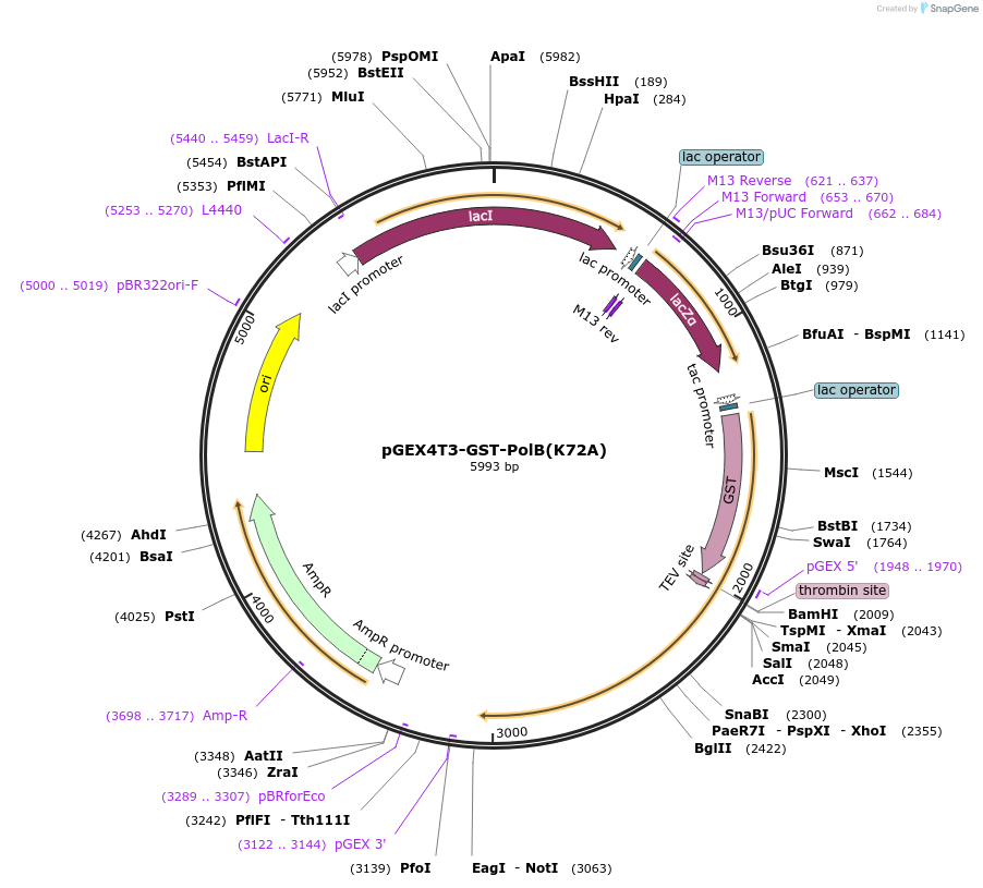 177132-plasmid-map-sequence-id-366131