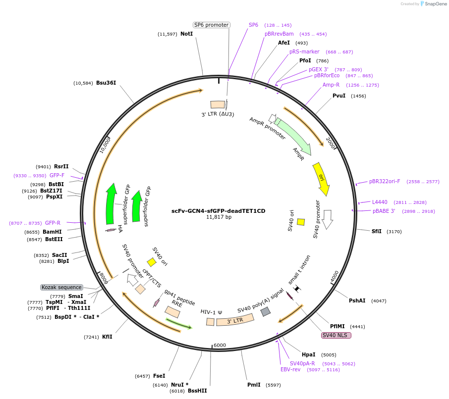 184442-plasmid-map-sequence-id-366138
