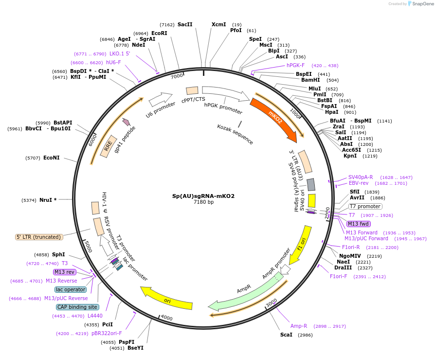 184443-plasmid-map-sequence-id-366140