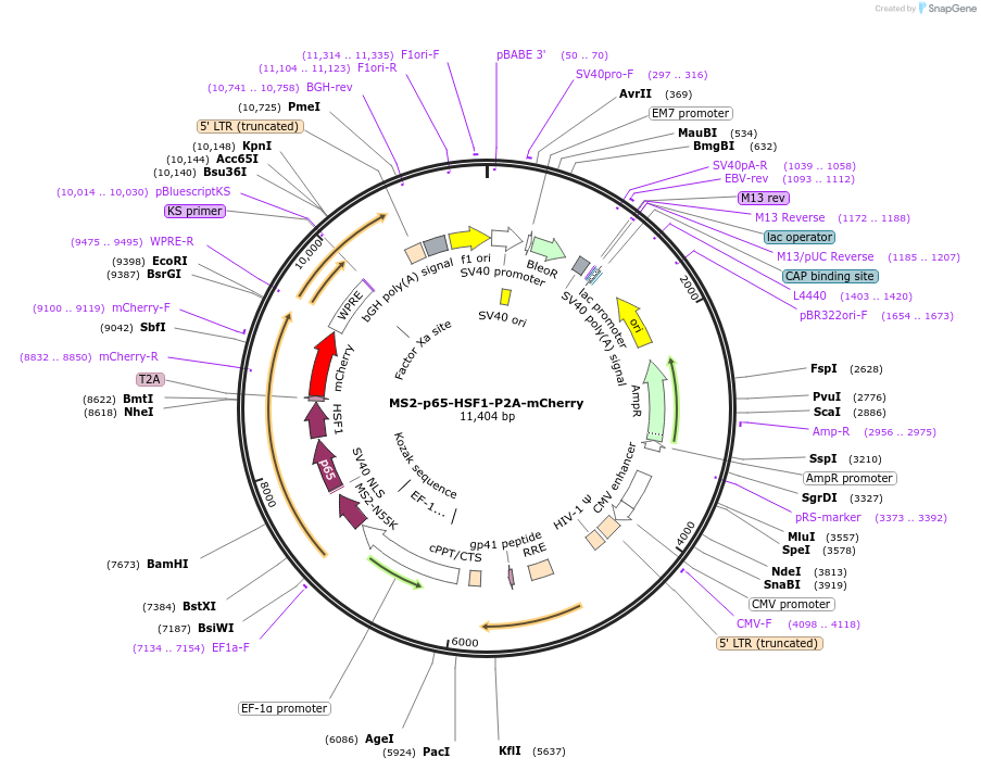 184440-plasmid-map-sequence-id-366146
