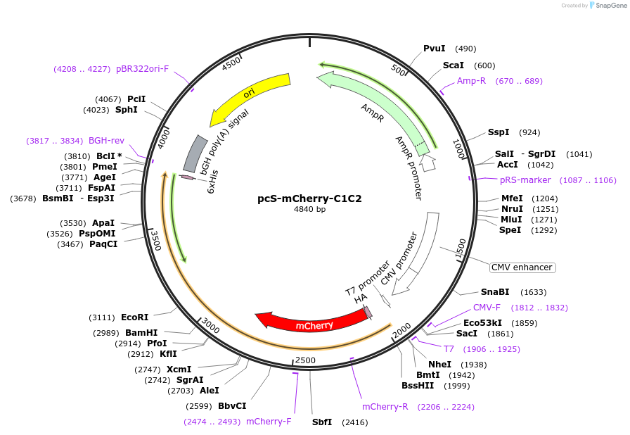 178425-plasmid-map-sequence-id-366154