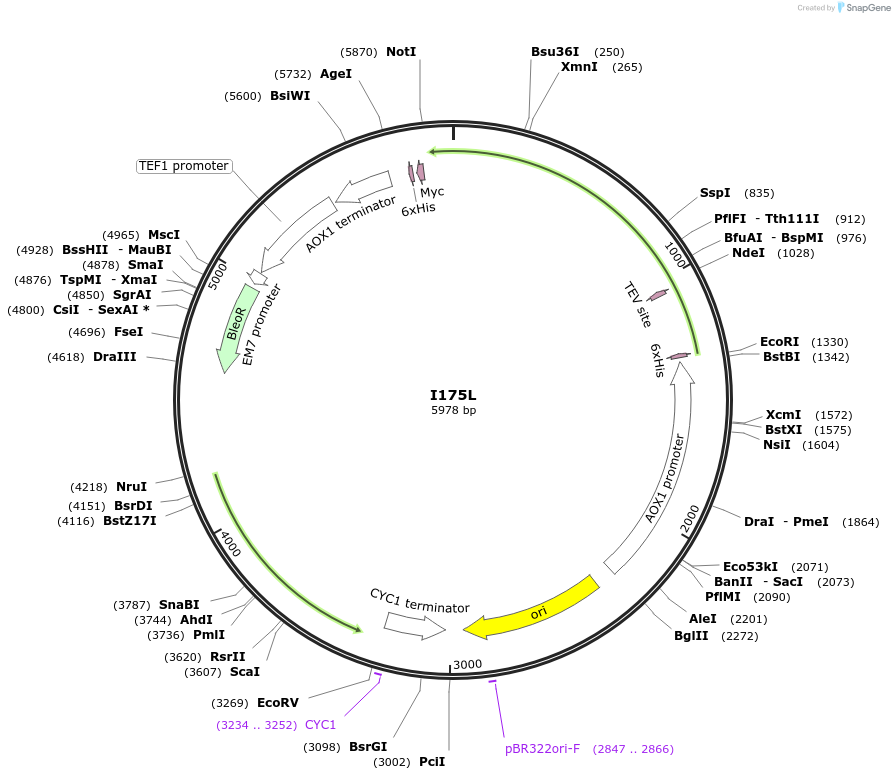 184322-plasmid-map-sequence-id-366156