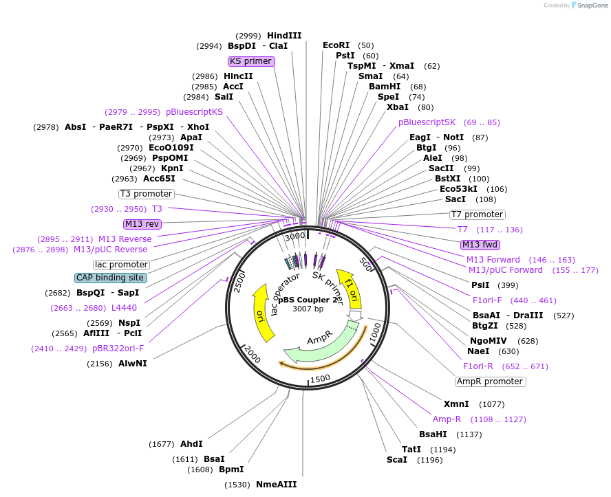 185825-plasmid-map-sequence-id-366161