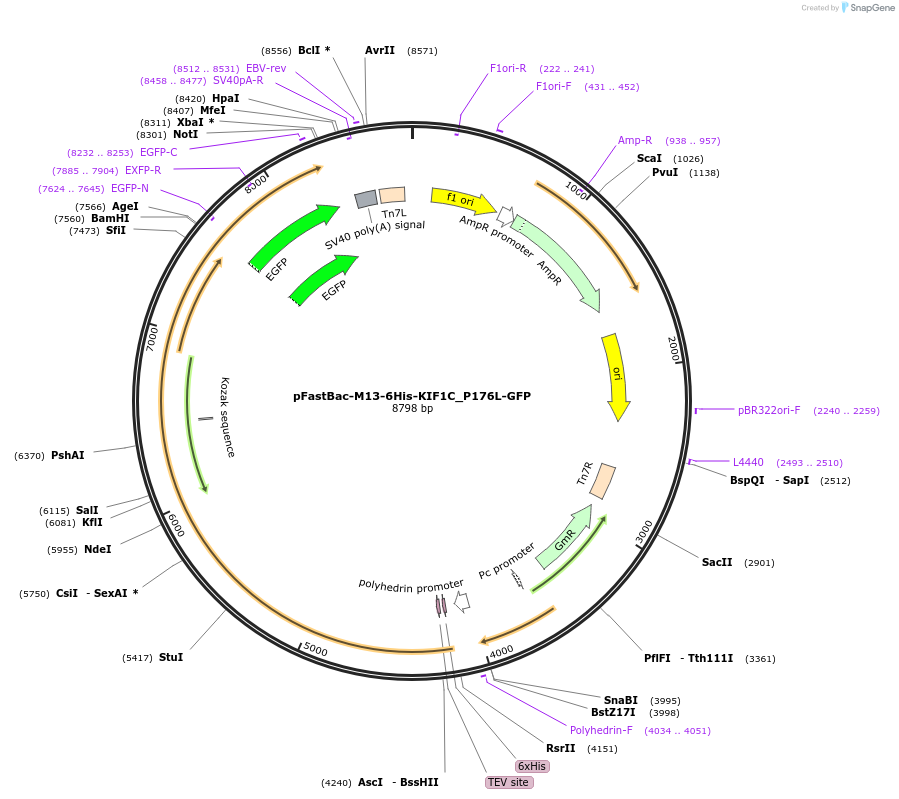185978-plasmid-map-sequence-id-366172