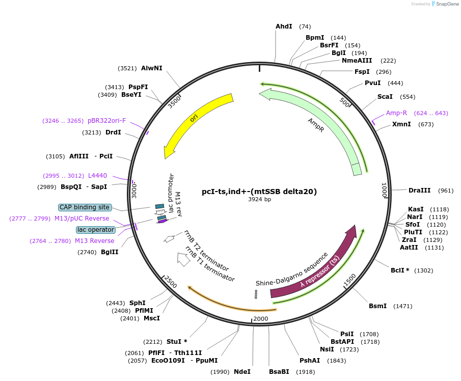 186280-plasmid-map-sequence-id-366174