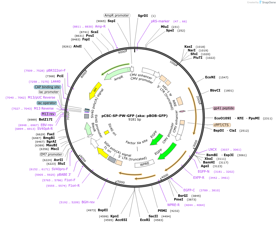 12337-plasmid-map-sequence-id-366175