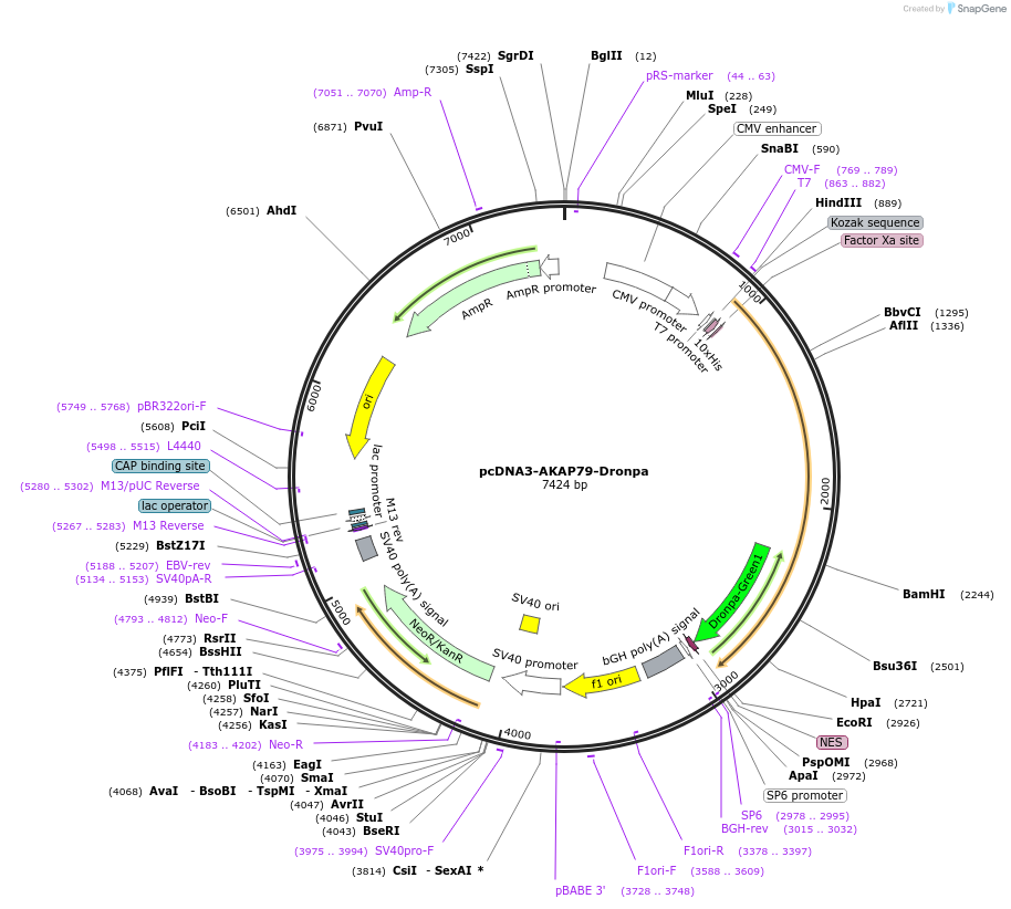 182332-plasmid-map-sequence-id-366181