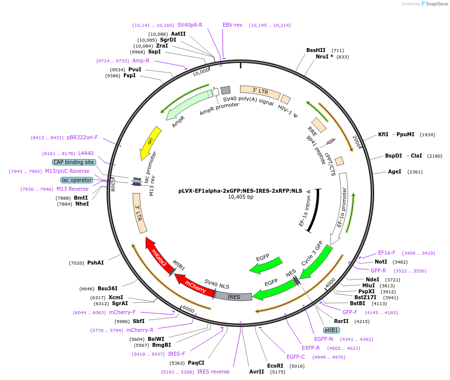 71396-plasmid-map-sequence-id-366182