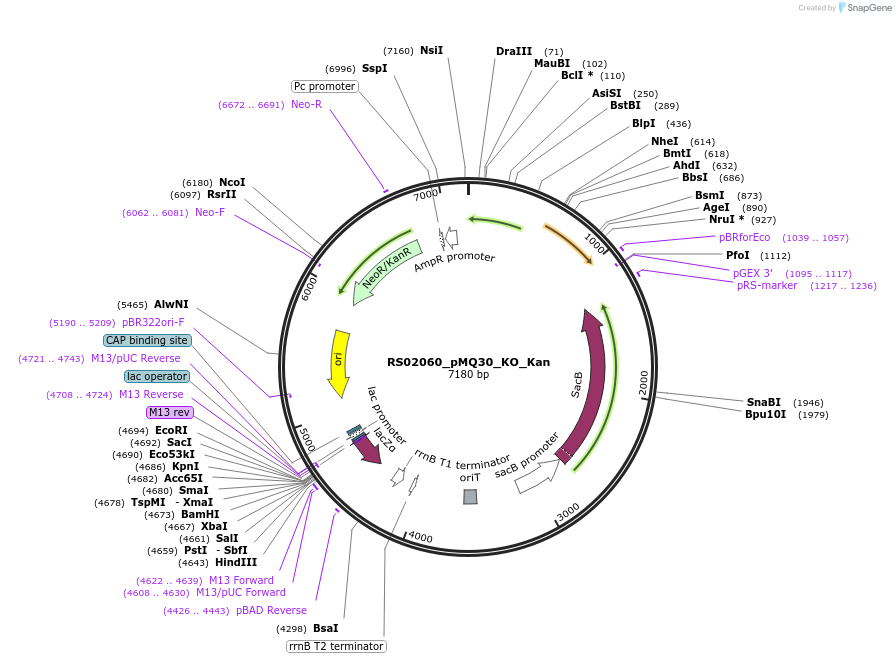 185391-plasmid-map-sequence-id-366187