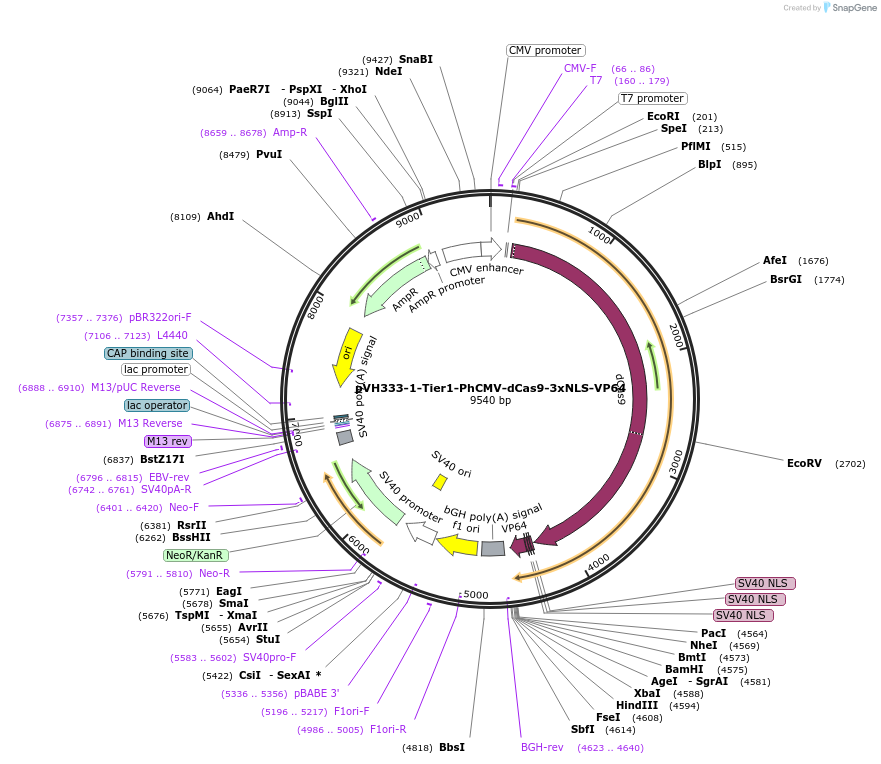 169597-plasmid-map-sequence-id-366206