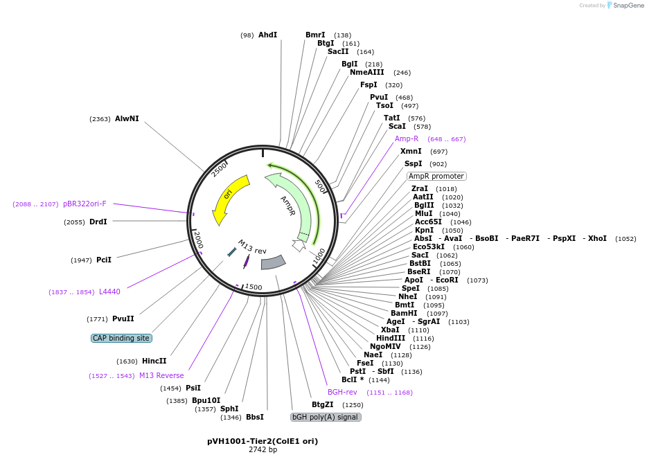 169599-plasmid-map-sequence-id-366207