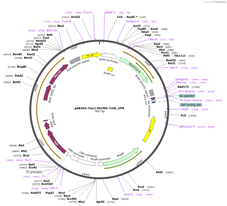 169575-plasmid-map-sequence-id-366218