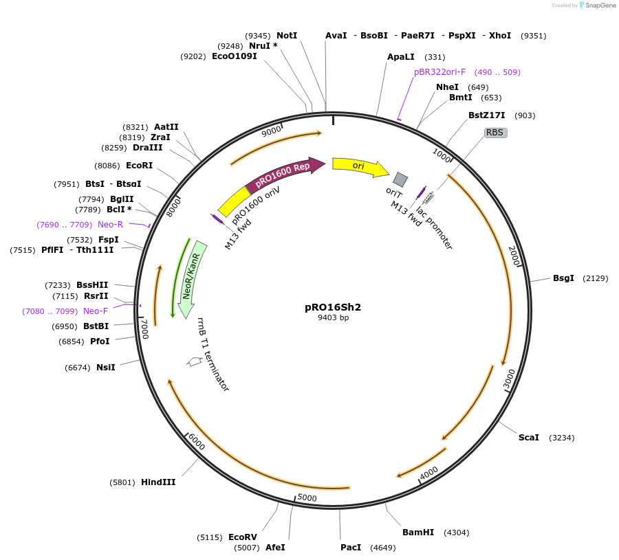 180604-plasmid-map-sequence-id-366221