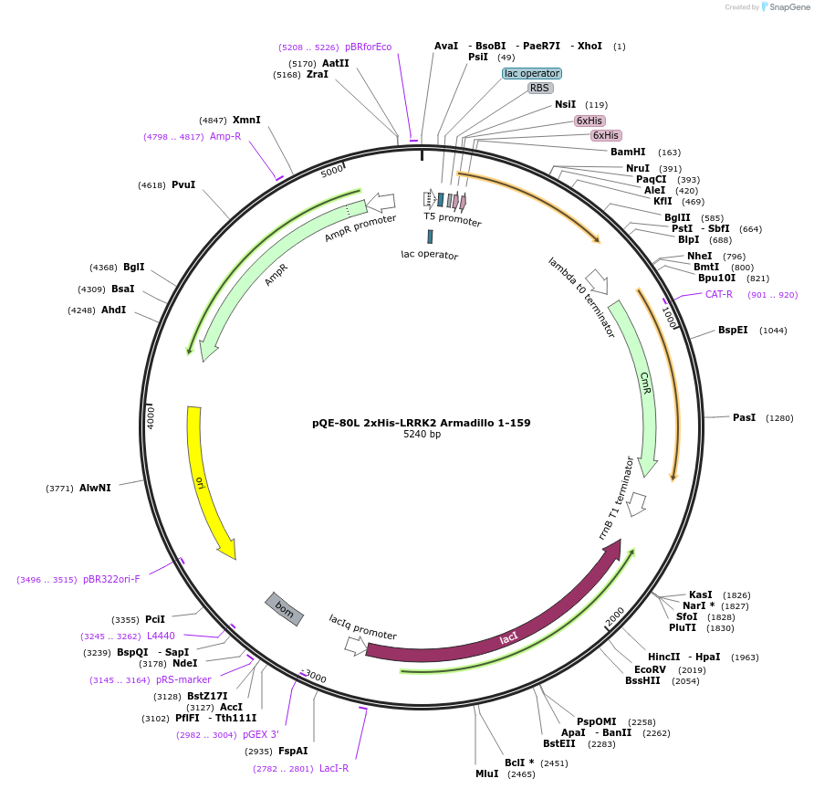 186016-plasmid-map-sequence-id-366229