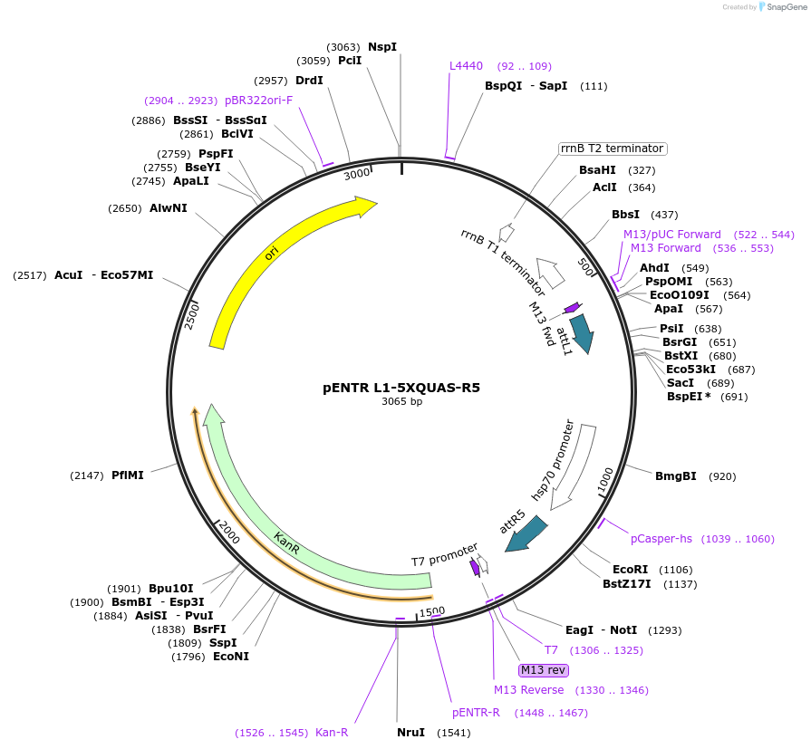 32303-plasmid-map-sequence-id-36623