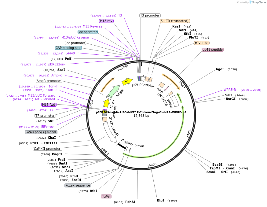 74714-plasmid-map-sequence-id-366232