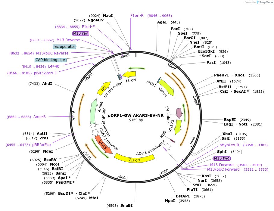 182534-plasmid-map-sequence-id-366235