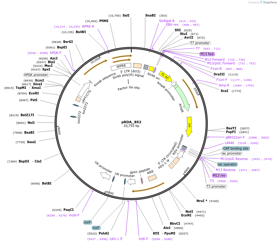 185527-plasmid-map-sequence-id-366261
