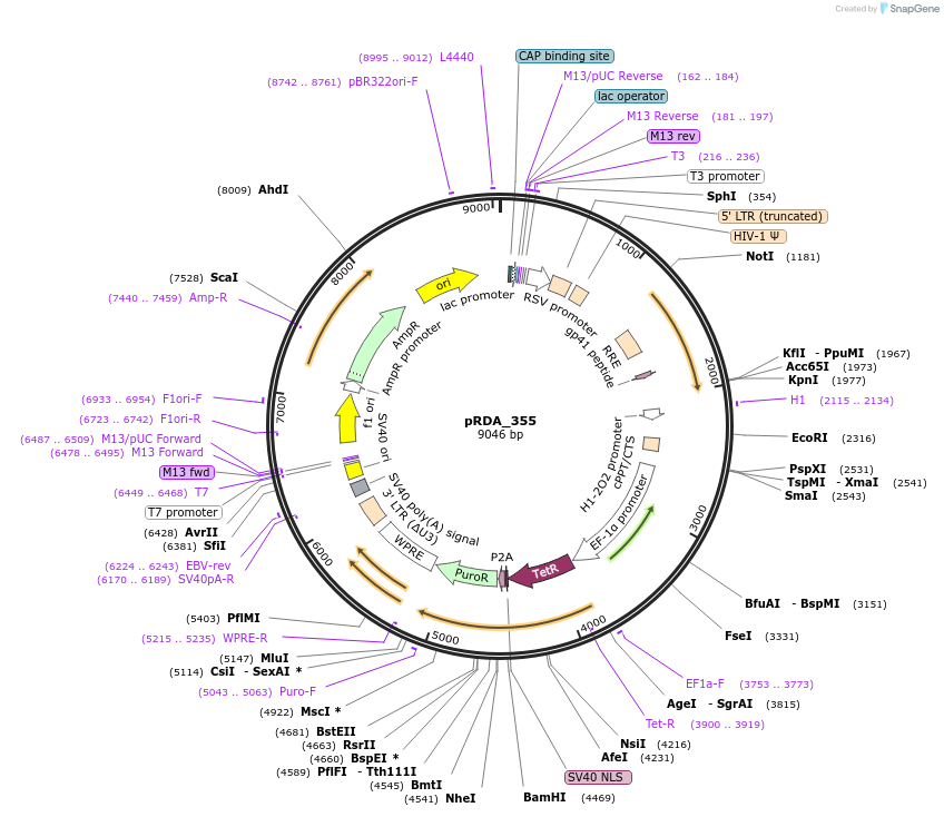 187159-plasmid-map-sequence-id-366285