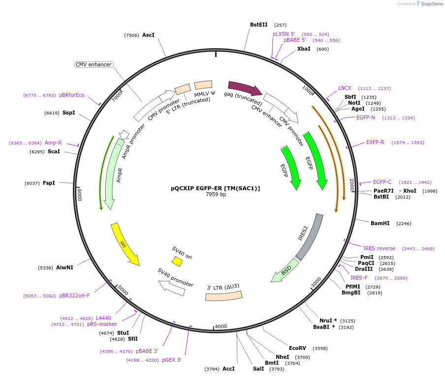 186475-plasmid-map-sequence-id-366309