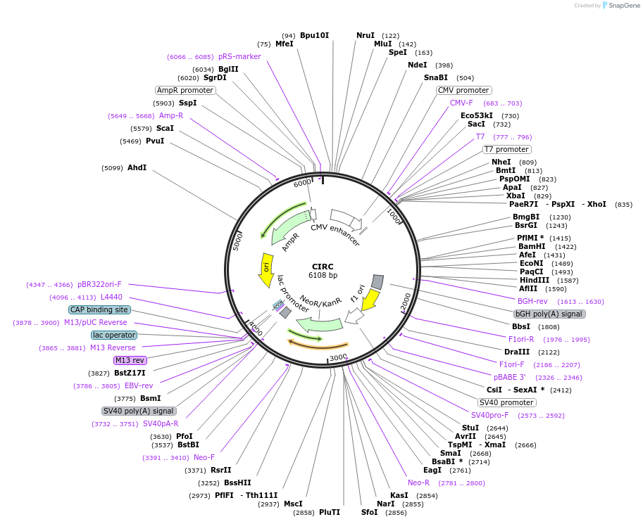 186343-plasmid-map-sequence-id-366310