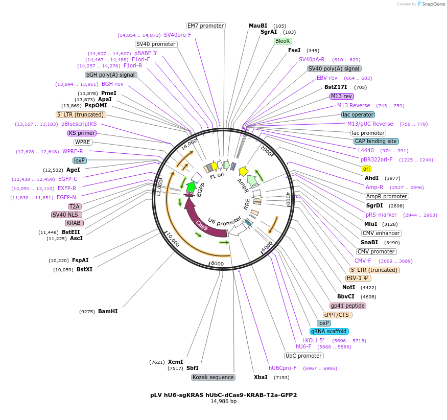 184557-plasmid-map-sequence-id-366315