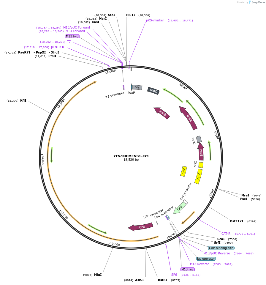 179954-plasmid-map-sequence-id-366320