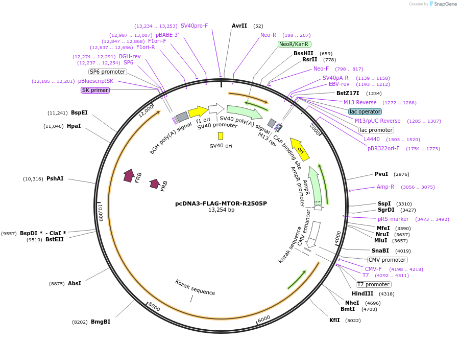 69015-plasmid-map-sequence-id-366326