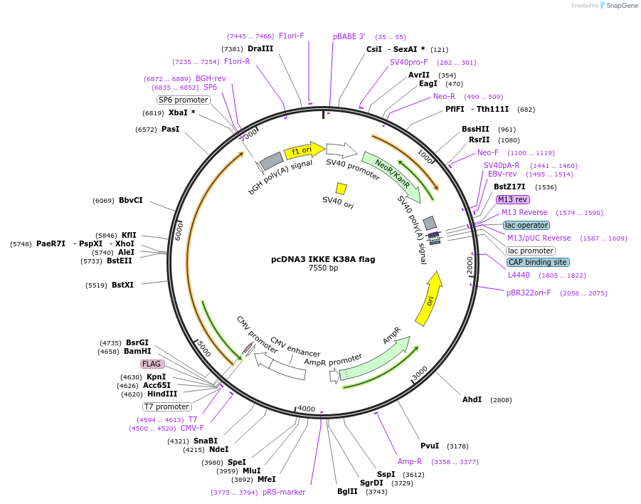 26202-plasmid-map-sequence-id-366329