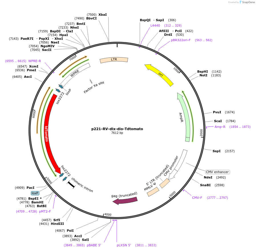 185697-plasmid-map-sequence-id-366336
