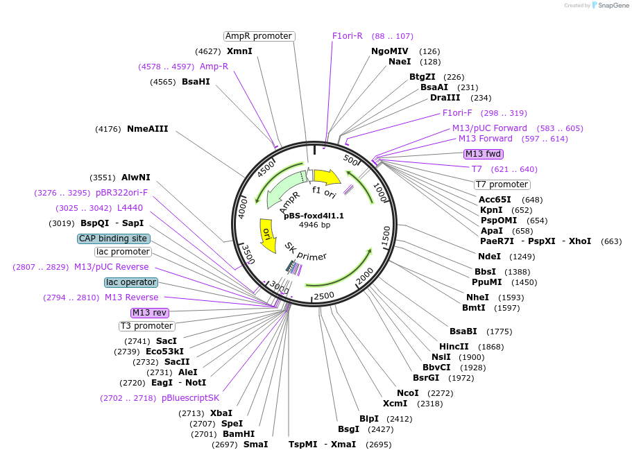 185493-plasmid-map-sequence-id-366338