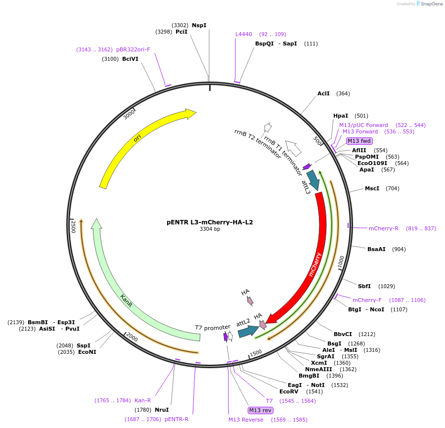 32313-plasmid-map-sequence-id-36634