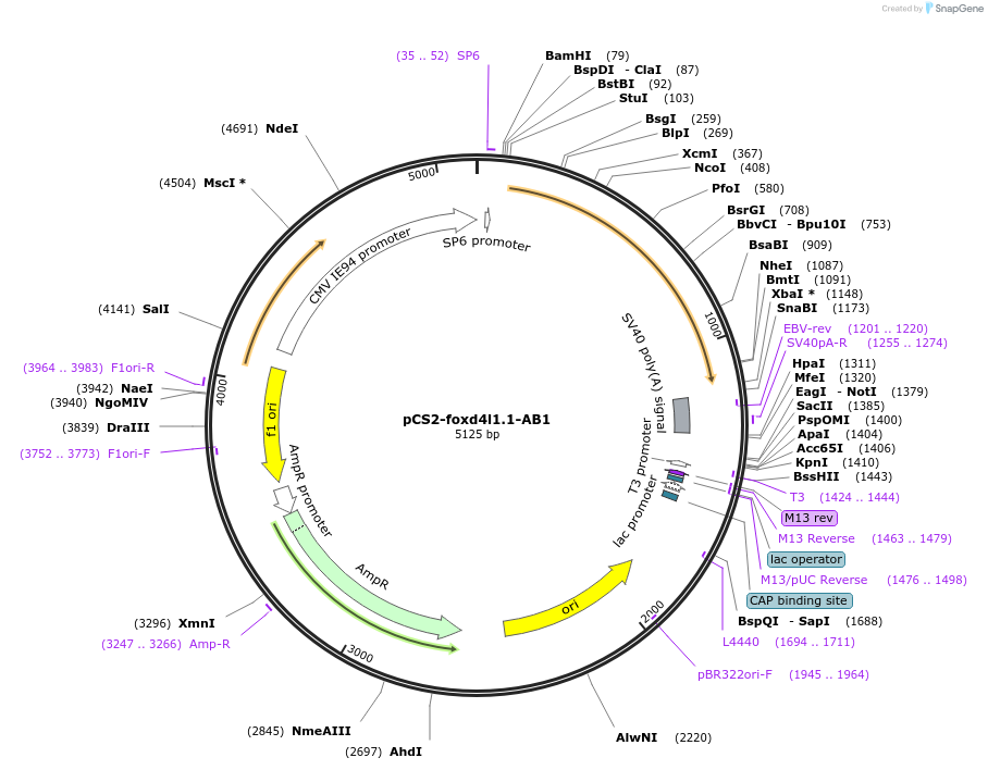 185510-plasmid-map-sequence-id-366348