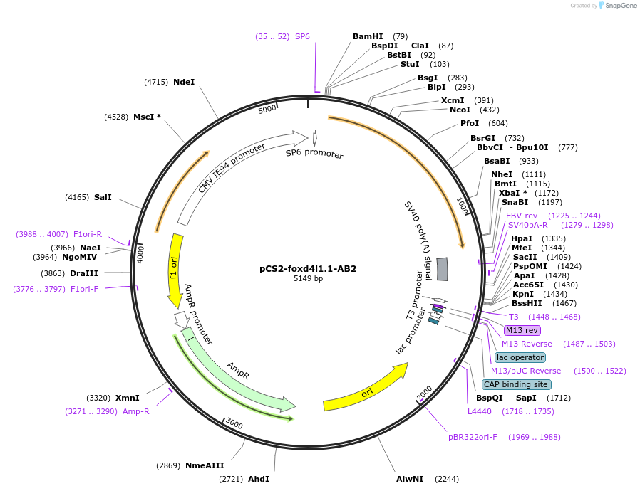 185512-plasmid-map-sequence-id-366356