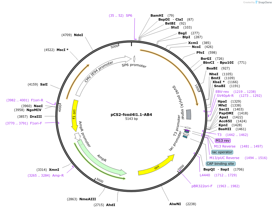185513-plasmid-map-sequence-id-366361